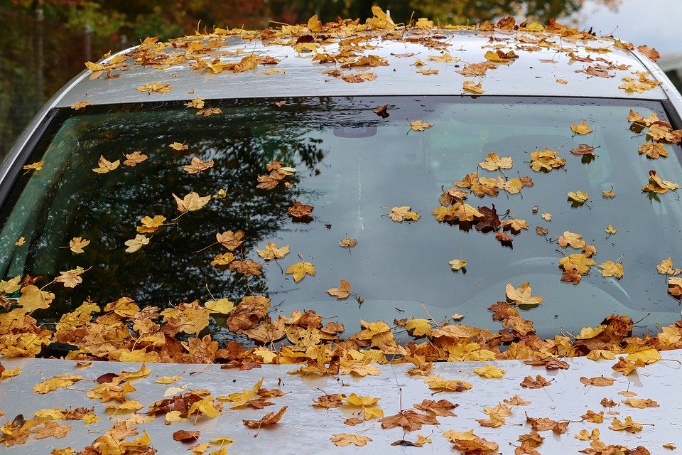 windshield
